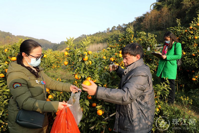 罗平县把好农产品源头质量安全关