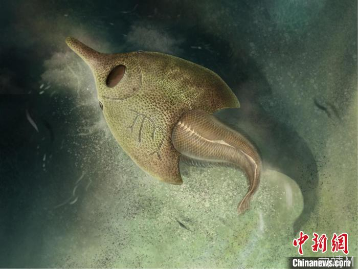 曲靖发现4.1亿年前最原始鸭吻鱼类