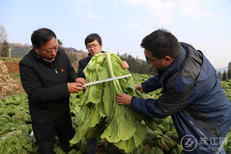 宣威宝山：青菜迎丰收 春耕生产忙