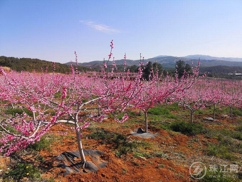 心醉花海，芳菲春色入梦来