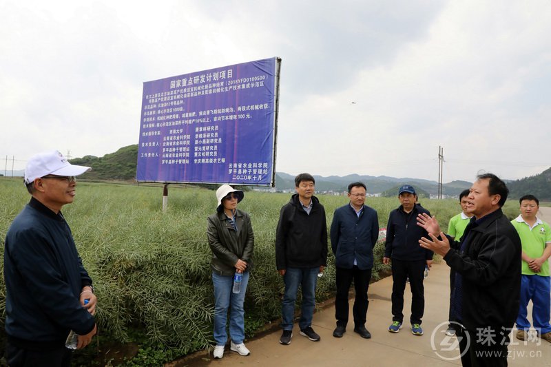 罗平县举行油菜化肥农药双减暨全程机械化生产核心示范样板田间测产工作