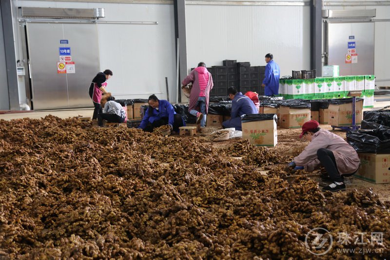 罗平小黄姜直达三亚批发市场——冷链物流体系开辟“绿色通道”