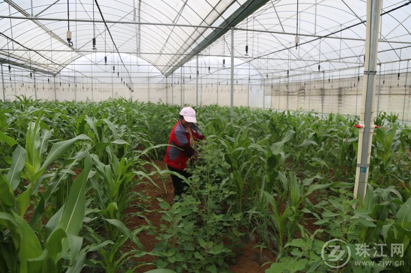 宣威宝山：大棚玉米效益好   农民种植受益快