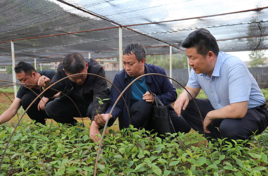 云南省林科院油茶研究所到田坝新民村调研指导油茶产业发展工作