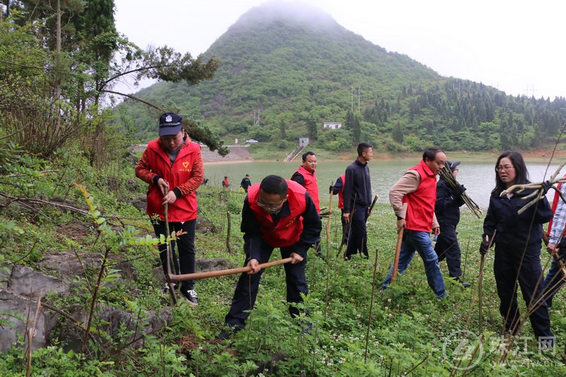 罗平钟山：新增义务植树300余株