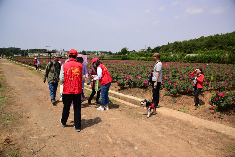 区文旅局组织志愿者到旧县嘉华玫瑰花基地开展文明旅游宣传2.jpg