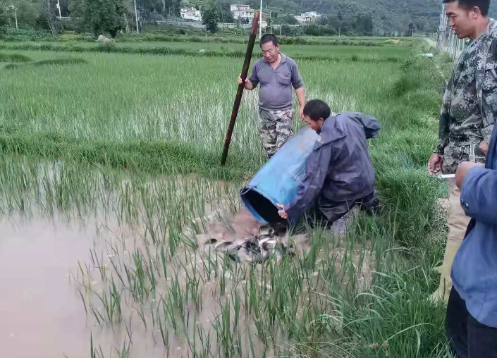 马龙区张安屯街道稻鱼戏水粮满仓