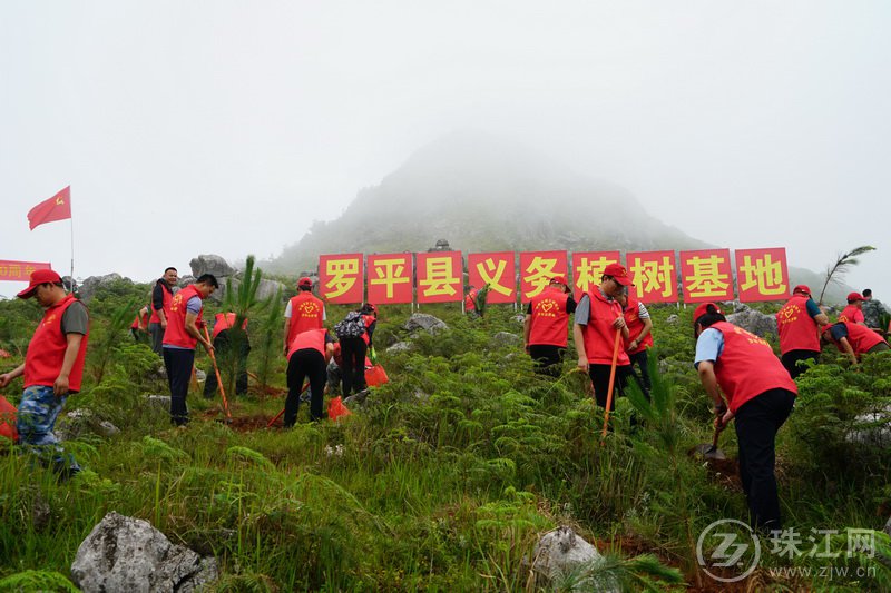 罗平新增义务植树：荒山1300余亩 水岸17.2公里