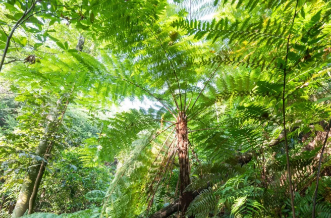 喜迎COP15 ▏万峰山自然保护区保护植物之：濒危植物—桫椤