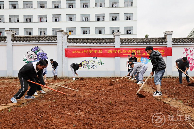 罗平三中：实践基地学劳动 丰收过后秋种忙