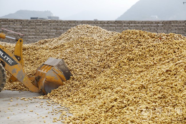 罗平县板桥镇：完善小黄姜配套设施变存量为增量