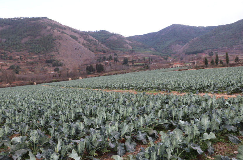 犀牛村300亩青花菜涨势喜人