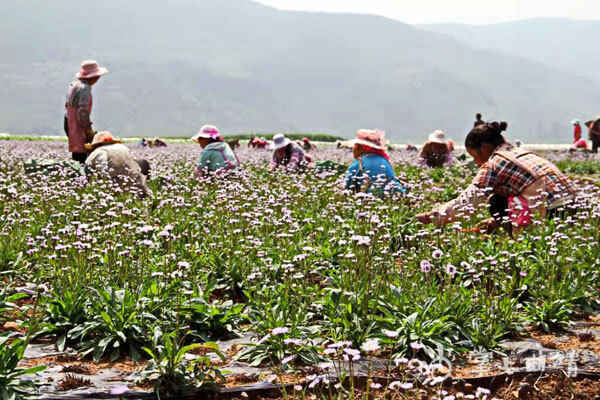 曲靖市农业生产多项指标居全省第一