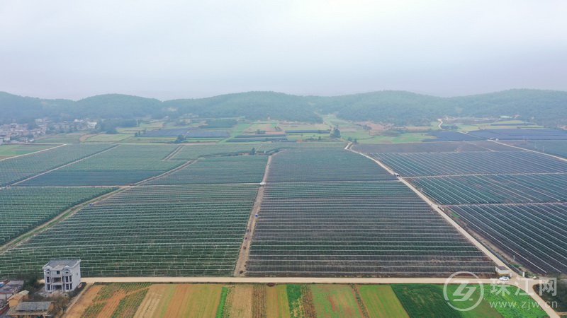 彩云镇红土村的蓝莓基地.jpg