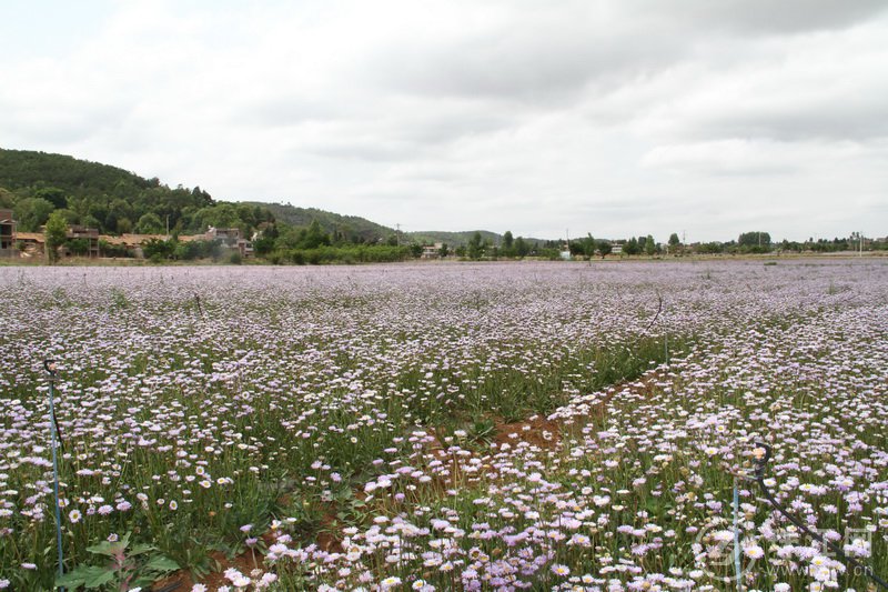 中药材种植基地.jpg