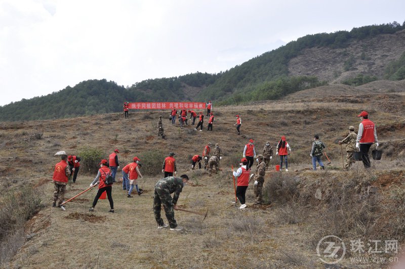 会泽新街乡：开展“携手共植团结林，共建和谐幸福家”民族团结林义务植树活动