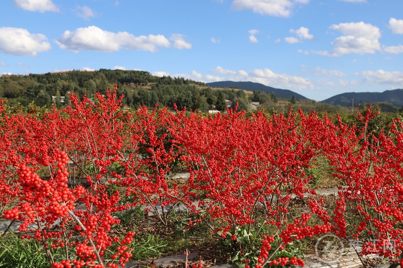 500亩北美冬青种植示范基地.jpg