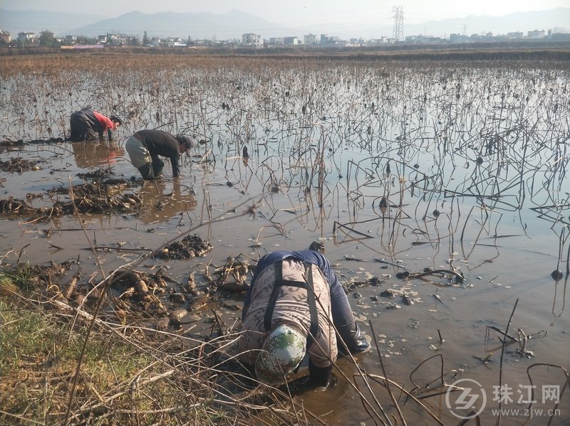 者海镇：800亩莲藕采收忙