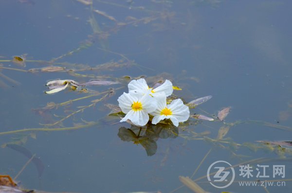 西河海菜花 (5).jpg