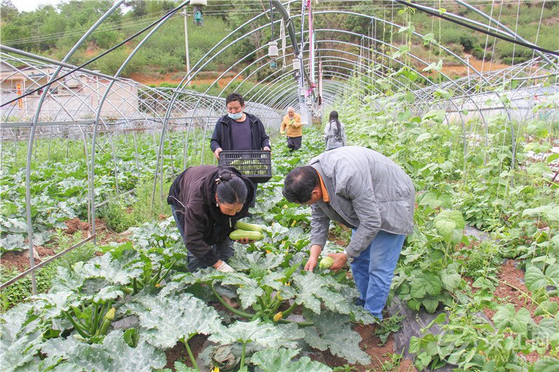 迤车镇做大做强蔬菜产业 助农增收促振兴