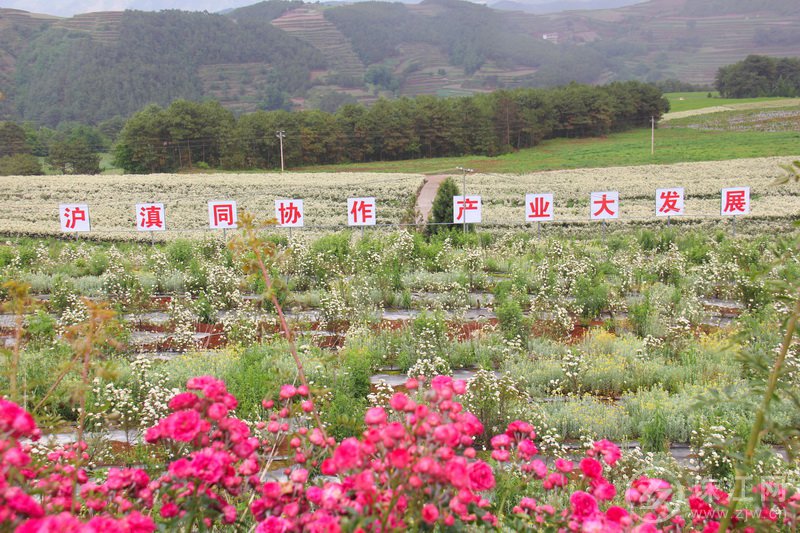 迤车镇小米花卉基地沪滇协作“花繁叶茂”