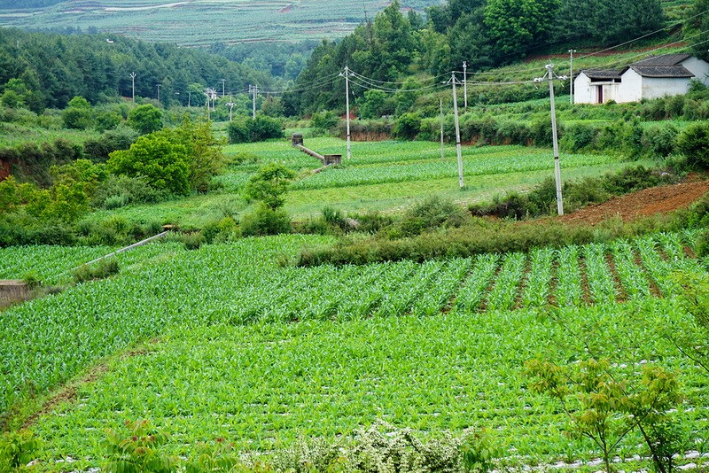 田间地头.jpg