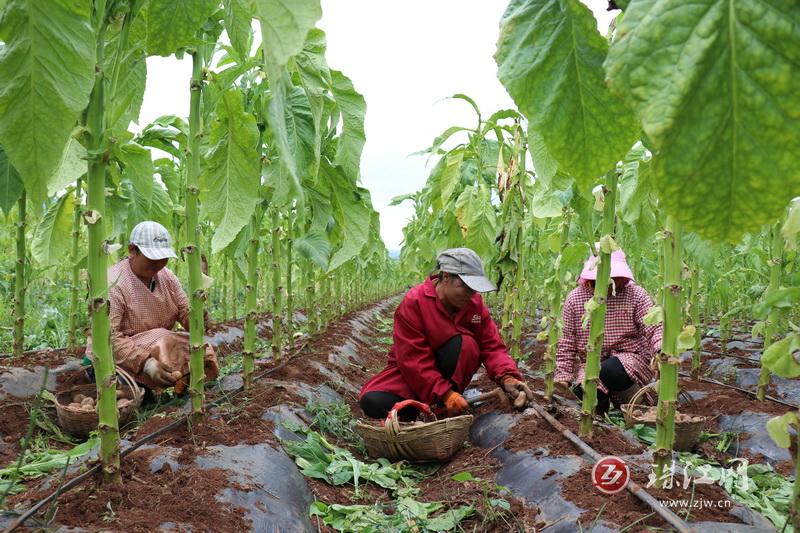 者海镇：实施烟地轮作 带动农户增收