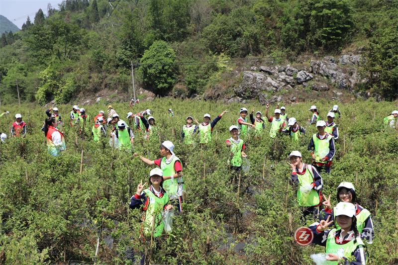 “研”途皆学问 罗平云上花乡研学体验精彩纷呈