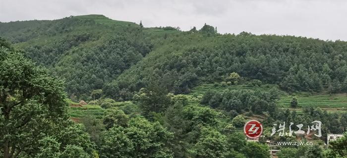 聆听森林乡村真实的心跳——记家乡的黄杉树