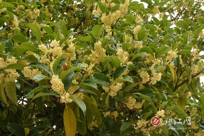 秋雨过后 麒麟城桂花满城飘香