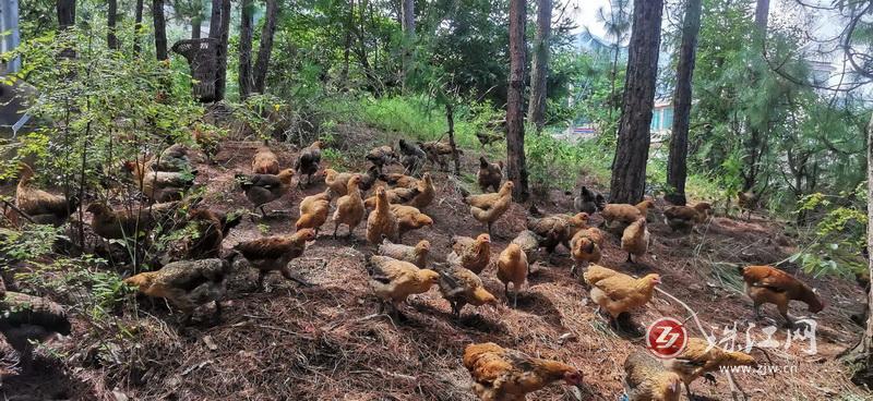 会泽县马路乡八道拐村林下养殖土鸡，拓宽群众致富路