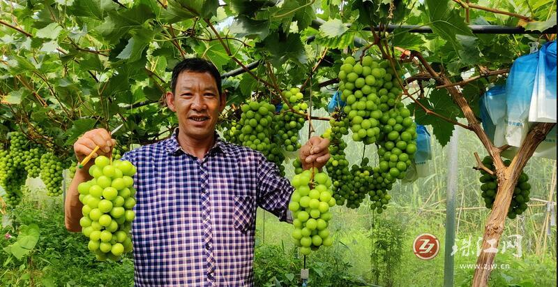 宣威市东山镇：葡萄变成致富果 “阳光玫瑰”带来助农增收“金色阳光”