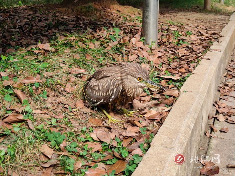 宣威杨柳：暖心救助国家二级保护动物灰鹭