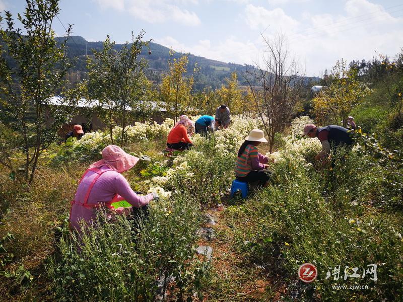 宣威得禄乡：石榴地里套菊花 立体种植富农家