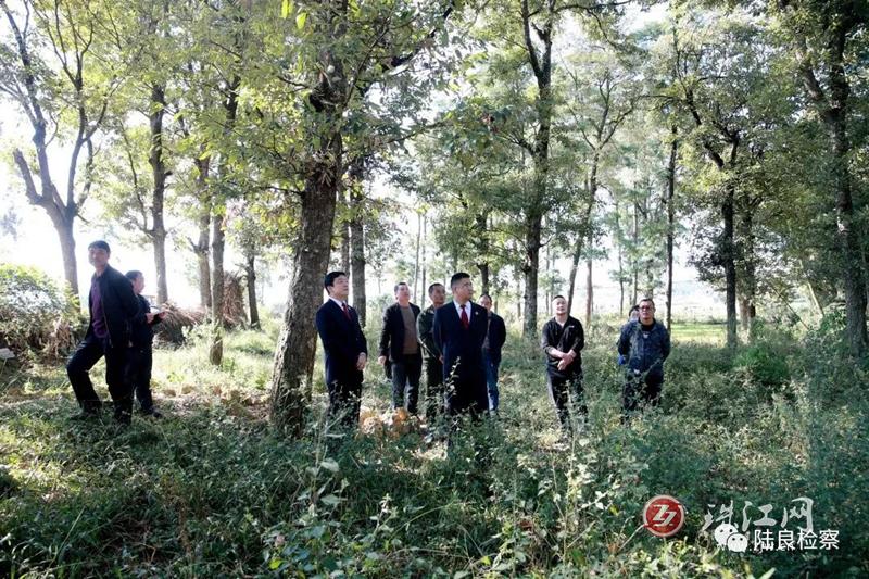 【学习贯彻党的二十大精神】陆良：“检察蓝”守护“生态绿” 公益诉讼撑起林木“保护伞”