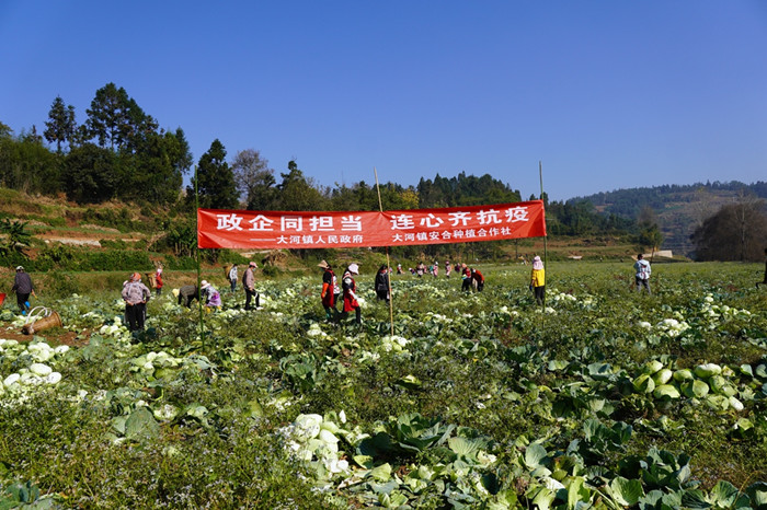 “蔬”送爱心！富源爱心企业捐赠15余吨蔬菜助力疫情防控！