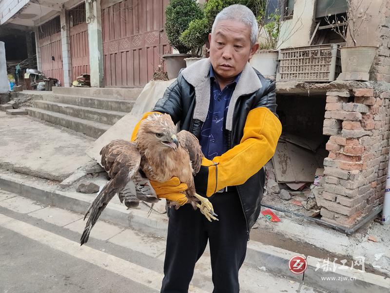 宣威杨柳镇林业站救助国家二级保护动物苍鹰