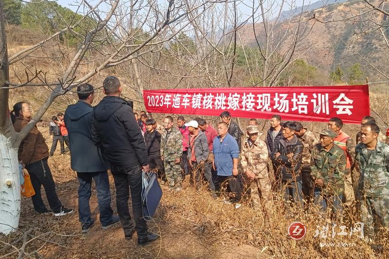 迤车镇：核桃嫁接正当时 技术培训来助力