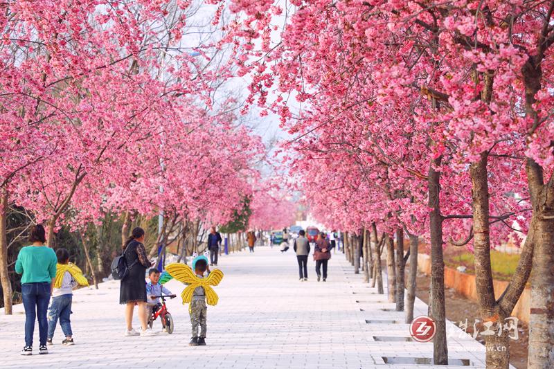 阳春三月，来会泽县者海村“樱花大道”赏浪漫樱花！