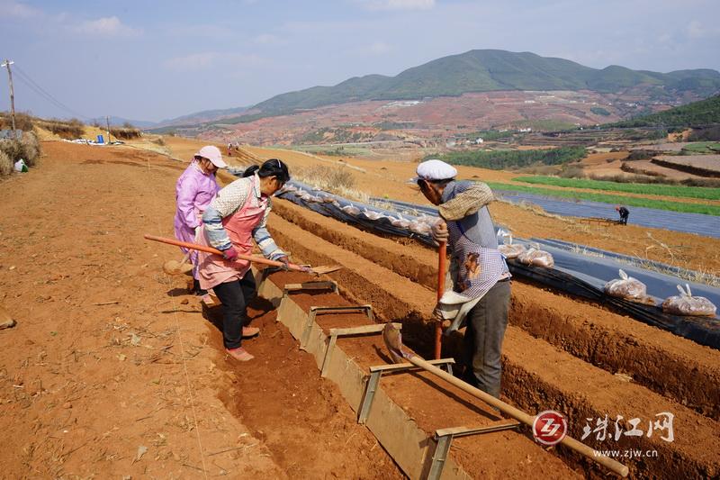 宝云街道拖姑村：种植高山草莓 拓宽增收路