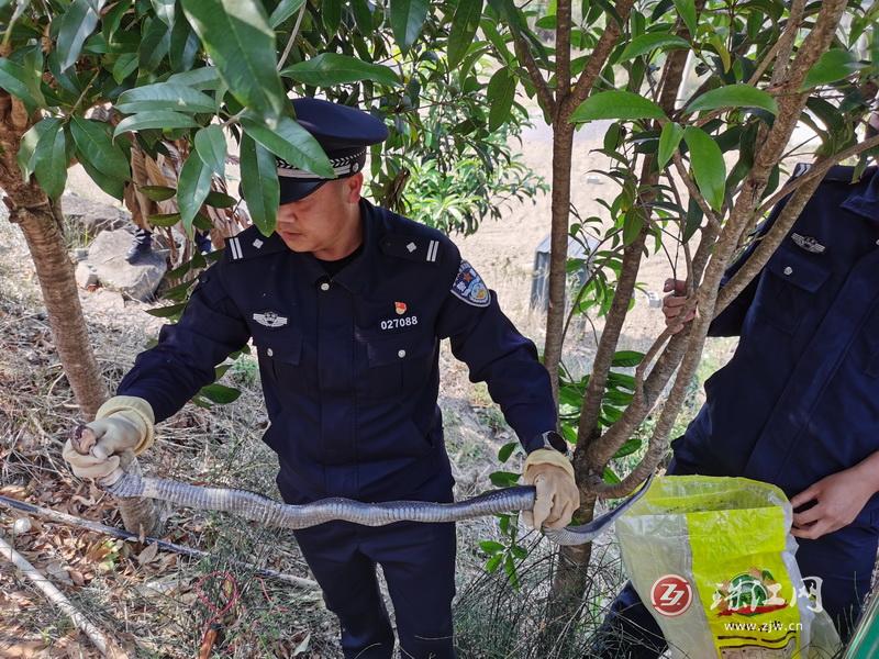 幼儿园突现“不速之客”！民警化身“捕蛇达人”除隐患