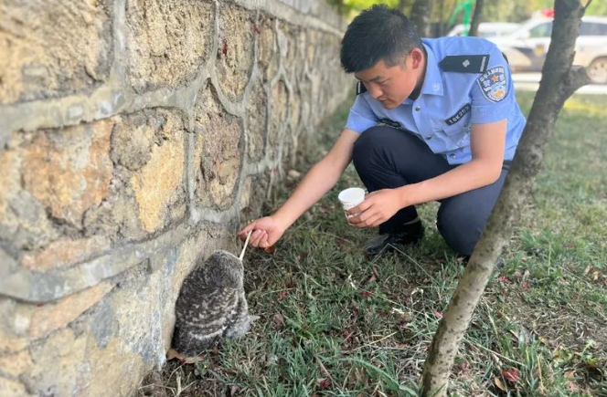 ​蛇串门、猫头鹰落单 民警化身“动物保护者”