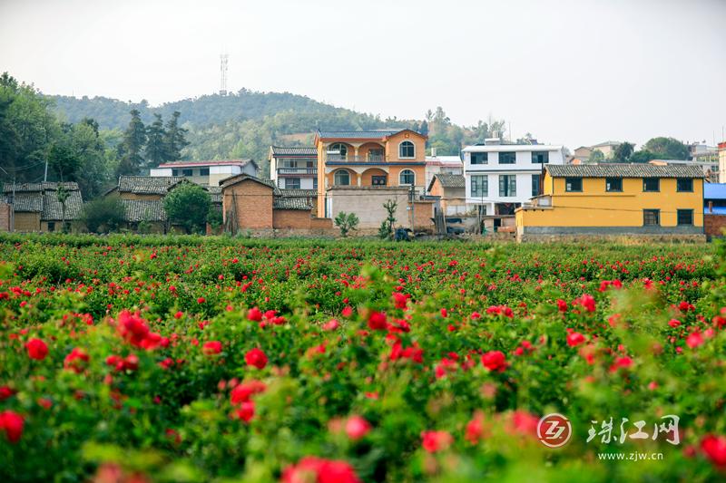 有一种叫云南的生活 | 麒麟区升官屯村千亩玫瑰花开成海