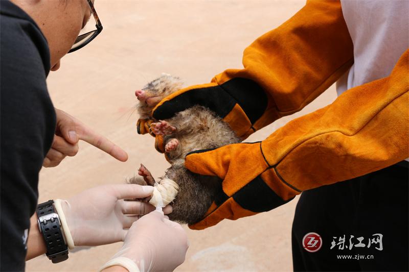 得禄乡暖心救助受伤野生动物