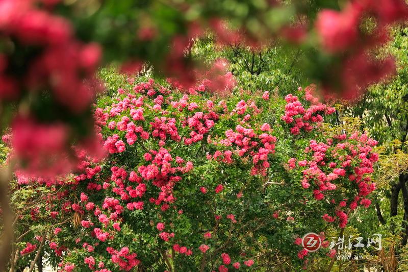 盛夏群芳歇，独有紫薇红