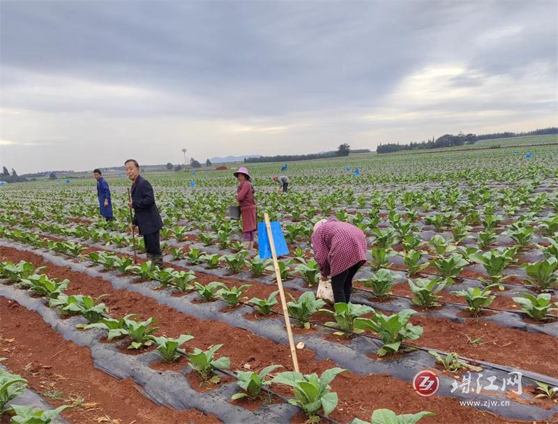 彩云境：万亩烤烟绿油油  中耕烟农盼丰收