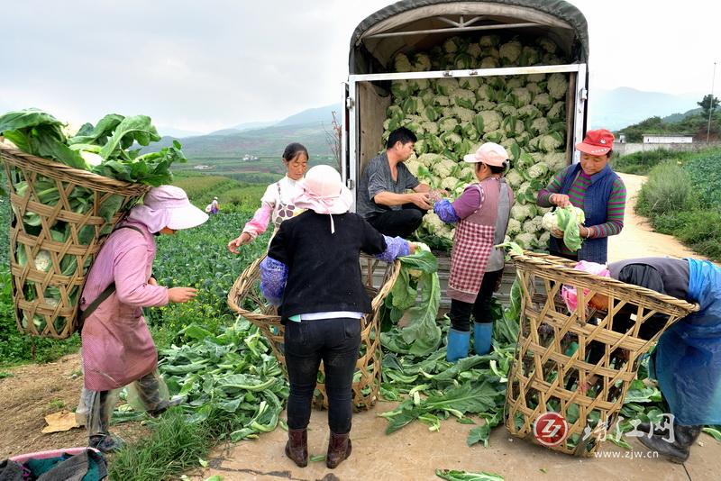 宝云街道：120亩花菜进入采收期