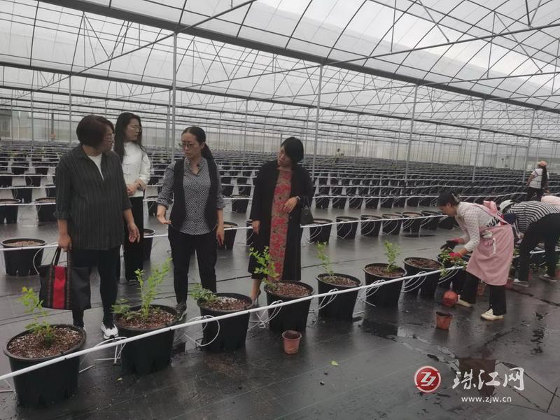 宣威市妇联：基层一线访企业  绿满枝头展未来