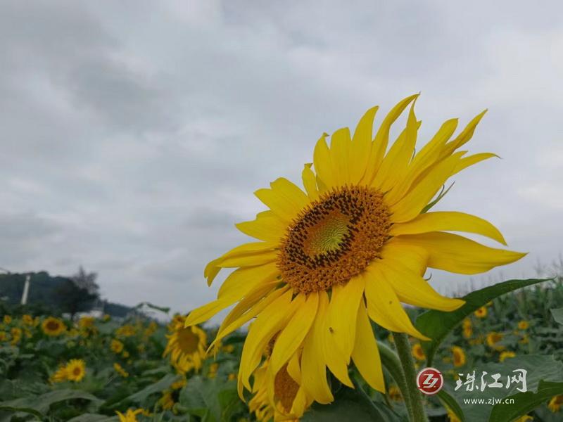 彩云镇：向日葵花灿烂盛开 绿美乡村如诗如画