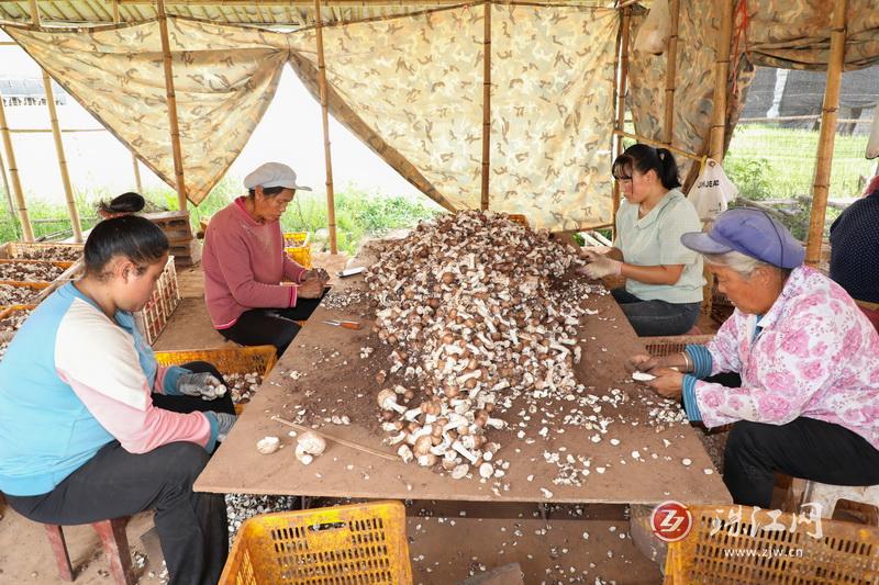 迤车镇：又是一年姬松茸丰收季